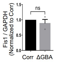 Fis1 levels in PD patient-derived mutant GBA1 dopaminergic neurons.jpg